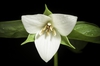 Trillium sulcatum