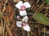 Flower Close-up (Great Smoky Mountains,NC)