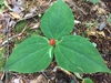 Trillium undulatum