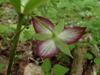 Back of flower
