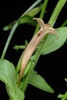 Stem and leaves (Glenwood, Greensboro, NC)-Mid Summer