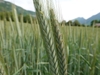 triticale grass with spikes of grain.