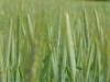 field of triticale grass with spikes of grain.