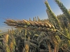 Close-up on a spike of grain.