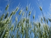Upright spikes of grain.