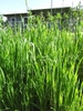 Upright grasses with spikes of grain.