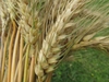 Dried, brown spike of grain.