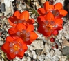Tritonia crocata
