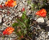 Tritonia crocata