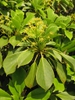Leaves and flowers