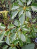 Leaves in whorl