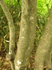 Bark