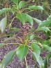 Female flower