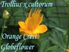 Trollius x cultorum