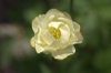 Trollius x cultorum