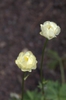 Trollius x cultorum