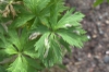 Trollius x cultorum