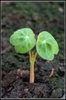 Tropaeolum majus