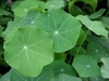 Tropaeolum majus