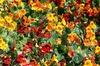 Tropaeolum majus  "o capuchina"