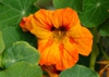 Tropaeolum