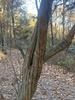 Trunk in November