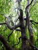 Sinewy dark grey trunk & branches with shiny bark in August.