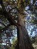 Trunk in August in Marin County, California