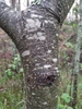 Trunk detail in June in Ostashkovskiy rayon, Russia