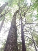 Trunk in October in Coos County, Oregon