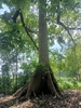 Trunk in October in Jawa Tenga, Indonesia