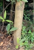 Trunk in October in Kerala, India