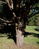 Short brown trunk with multiple curved branches