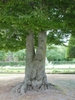 Trunk in August in Hof Garten, Wurzburg, Germany