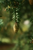 Seed Cone