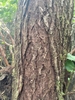 Bark
