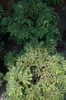 Tsuga canadensis 'Jeddeloh'