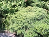 Tsuga canadensis 'Jeddeloh'