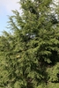 Upright growth form of a mature tree.