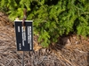 Tsuga canadensis 'Monler'