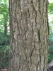 Bark
