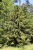 Tsuga caroliniana