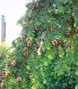 Cones on branches