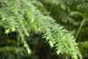 Branch and leaves
