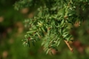 Tsuga sieboldii