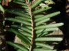 Underside of leaf