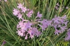 Tulbaghia violacea