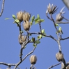 Dried seed samaras are prominent through winter