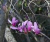 Tulip magnolia flowers emerging
