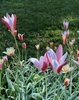 'Peppermint Stick' cultivar form with blooms in April